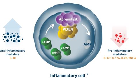 Apremilast moa - Although not fully elucidated, its MOA involves interfering with intracellular signaling, ... Schafer P. Apremilast mechanism of action and application to psoriasis and psoriatic arthritis. Biochem Pharmacol. 2012;83:1583-1590. Papp K, Reich K, Leonardi CL, et al. Apremilast, an oral phosphodiesterase 4 (PDE4) inhibitor, in patients with ...